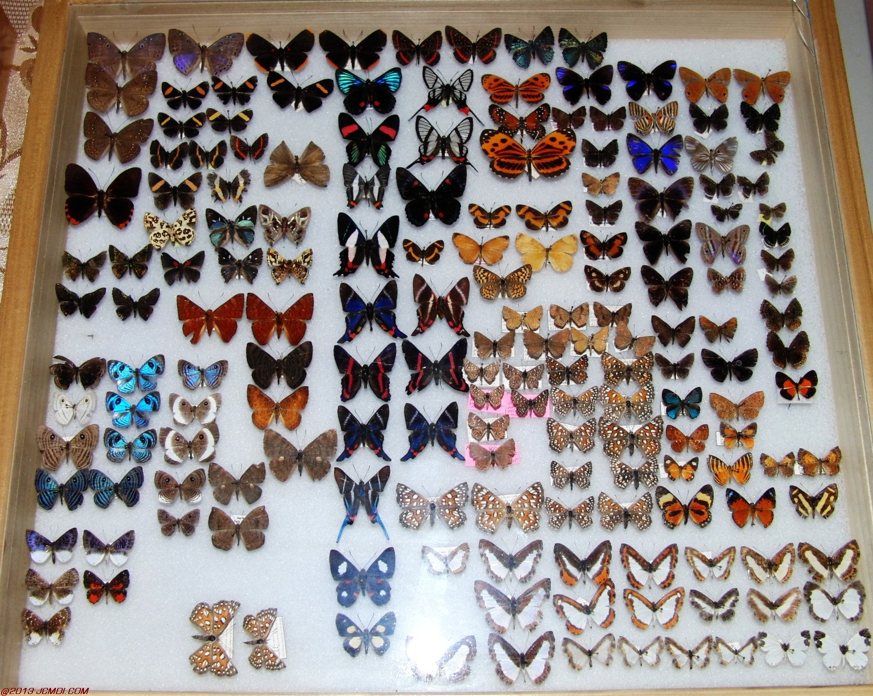 Case of vaious species